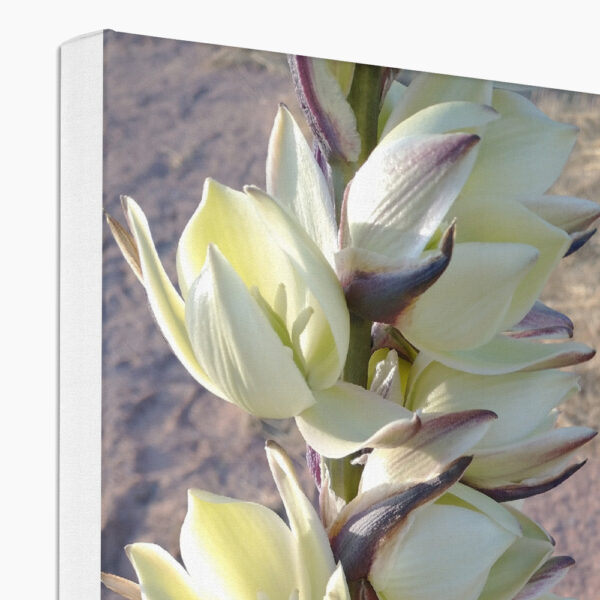 High Desert Yucca Flower Giclée Canvas • Abiquiu Artists Market