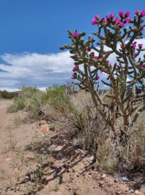 cholla and sky greeting cards