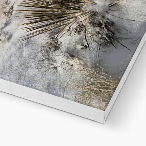 Narrow Leaf Yucca in Winter Giclée Canvas - Image 2
