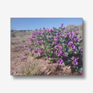original photographic print by Karen Butts Photography