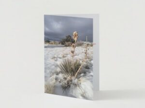 narrow leaf yucca in winter holiday greeting card